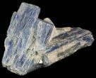 Vibrant Blue Kyanite Crystal In Quartz - Brazil #56934-3